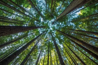 producao-florestal-do-pais-cresce-16,7%-e-chega-a-r$-44,3-bi-em-2024