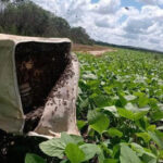 governo-do-tocantins-promove-seminarios-para-impulsionar-apicultura,-meliponicultura-e-polinizacao-agricola-no-estado