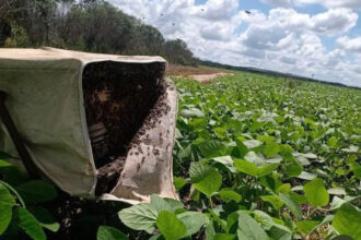 governo-do-tocantins-promove-seminarios-para-impulsionar-apicultura,-meliponicultura-e-polinizacao-agricola-no-estado