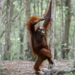 de-gorilas-a-lagartos,-veja-as-40-fotos-mais-comicas-da-vida-selvagem