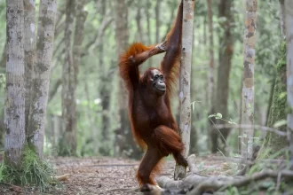 de-gorilas-a-lagartos,-veja-as-40-fotos-mais-comicas-da-vida-selvagem