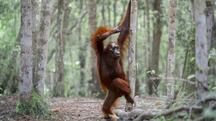 de-gorilas-a-lagartos,-veja-as-40-fotos-mais-comicas-da-vida-selvagem