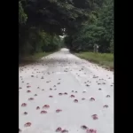 milhares-de-caranguejos-pintam-australia-de-vermelho-em-migracao-anual