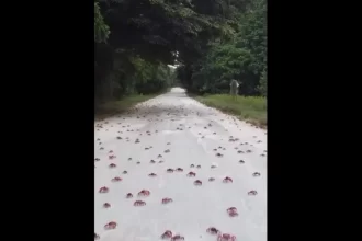 milhares-de-caranguejos-pintam-australia-de-vermelho-em-migracao-anual