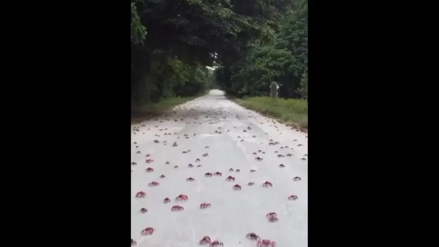 milhares-de-caranguejos-pintam-australia-de-vermelho-em-migracao-anual