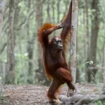 de-gorilas-a-lagartos,-veja-as-40-fotos-mais-comicas-da-vida-selvagem