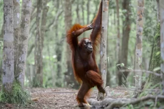 de-gorilas-a-lagartos,-veja-as-40-fotos-mais-comicas-da-vida-selvagem