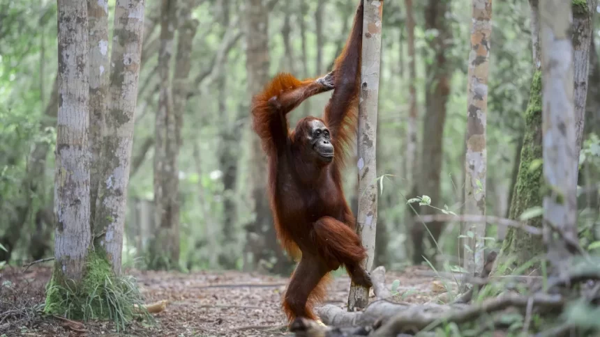 de-gorilas-a-lagartos,-veja-as-40-fotos-mais-comicas-da-vida-selvagem