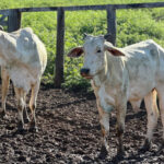 governo-do-tocantins-orienta-produtores-para-inicio-da-estacao-de-monta-e-reforca-acoes-do-programa-mais-genetica-tocantins