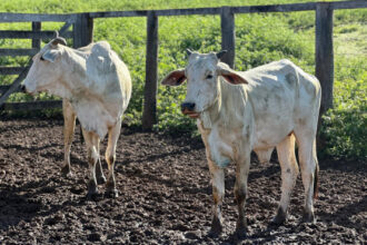 governo-do-tocantins-orienta-produtores-para-inicio-da-estacao-de-monta-e-reforca-acoes-do-programa-mais-genetica-tocantins