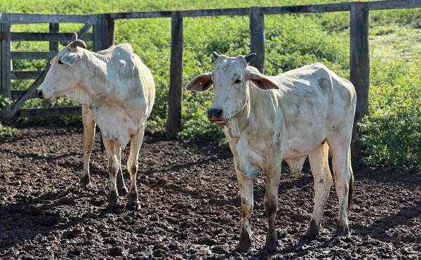 governo-do-tocantins-orienta-produtores-para-inicio-da-estacao-de-monta-e-reforca-acoes-do-programa-mais-genetica-tocantins