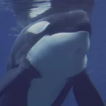 familia-francesa-tem-barco-afundado-por-sete-orcas-no-atlantico;-video