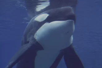 familia-francesa-tem-barco-afundado-por-sete-orcas-no-atlantico;-video