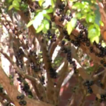 com-inicio-da-colheita,-pomares-de-jabuticaba-estao-abertos-para-visitacao-em-taquarucu