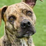 homem-sofre-perfuracao-no-abdomen-apos-ataque-de-cachorro-em-sp