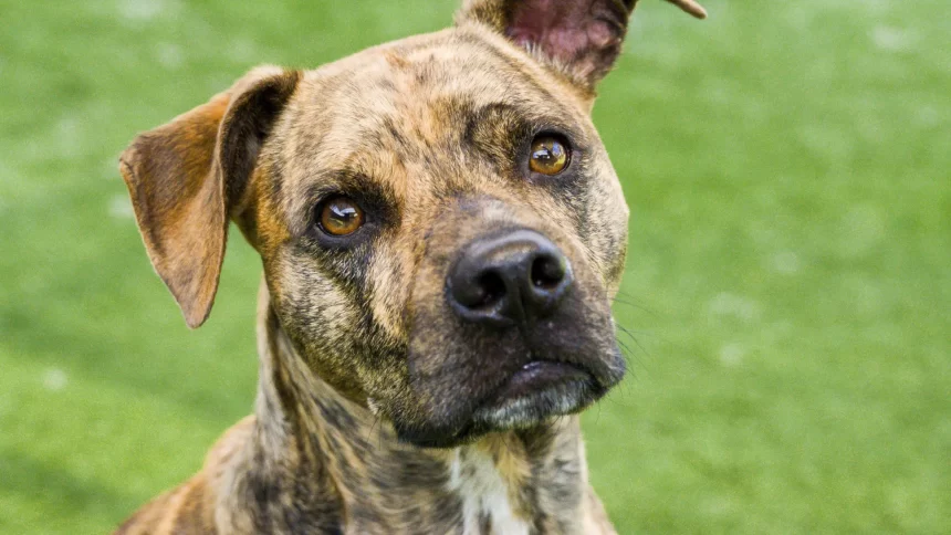 homem-sofre-perfuracao-no-abdomen-apos-ataque-de-cachorro-em-sp