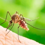 chikungunya-traz-preocupacoes-apos-uma-decada-de-presenca-no-brasil