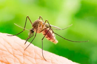 chikungunya-traz-preocupacoes-apos-uma-decada-de-presenca-no-brasil