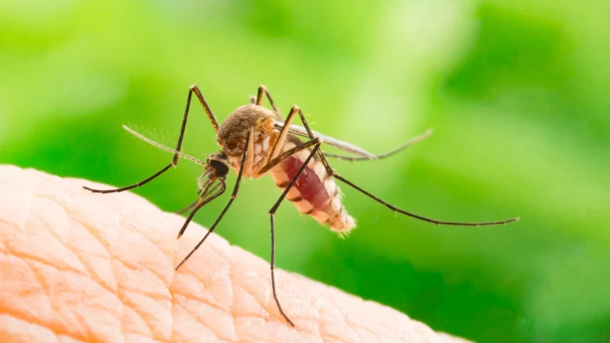 chikungunya-traz-preocupacoes-apos-uma-decada-de-presenca-no-brasil