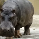 qual-o-feminino-de-pavao?-e-hipopotamo?-resposta-surpreende-muita-gente