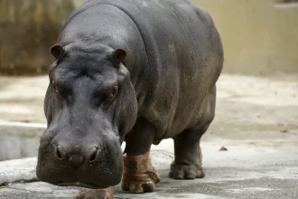 qual-o-feminino-de-pavao?-e-hipopotamo?-resposta-surpreende-muita-gente