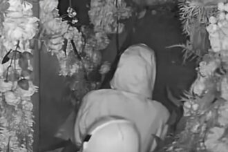 casal-de-ladroes-e-flagrado-fazendo-sexo-antes-durante-roubo-a-restaurante-nos-eua