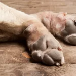 cachorros-morrem-apos-ficarem-1-hora-e-meia-presos-em-carro-de-pet-shop-em-sp