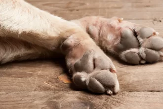 cachorros-morrem-apos-ficarem-1-hora-e-meia-presos-em-carro-de-pet-shop-em-sp