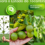 adapec-promove-curso-sobre-desafios-e-estrategias-fitossanitarias-para-fortalecer-a-fruticultura-do-tocantins