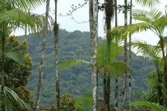 mata-atlantica-perde-2,4-milhoes-de-hectares-em-40-anos