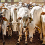 governo-do-tocantins-inicia-2a-etapa-da-campanha-de-declaracao-de-informacoes-pecuarias