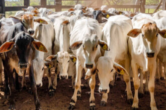 governo-do-tocantins-inicia-2a-etapa-da-campanha-de-declaracao-de-informacoes-pecuarias