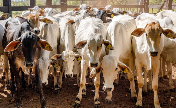 governo-do-tocantins-inicia-2a-etapa-da-campanha-de-declaracao-de-informacoes-pecuarias