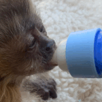 justica-mantem-preso-homem-acusado-de-trafico-e-maus-tratos-a-animais-silvestres