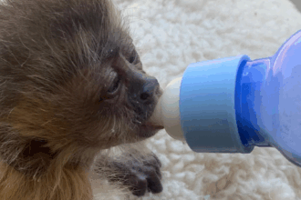 justica-mantem-preso-homem-acusado-de-trafico-e-maus-tratos-a-animais-silvestres