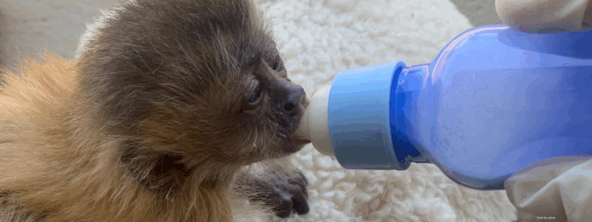 justica-mantem-preso-homem-acusado-de-trafico-e-maus-tratos-a-animais-silvestres