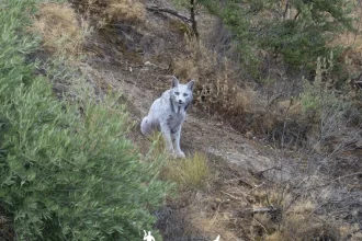 fotografo-registra-a-1a-imagem-de-um-lince-iberico-branco:-“paralisado”