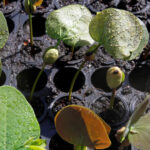 governo-do-tocantins-transforma-ideias-de-servidores-em-acoes-que-promovem-sustentabilidade-e-conservacao-ambiental