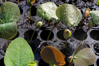 governo-do-tocantins-transforma-ideias-de-servidores-em-acoes-que-promovem-sustentabilidade-e-conservacao-ambiental