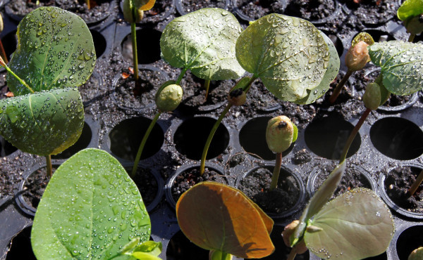 governo-do-tocantins-transforma-ideias-de-servidores-em-acoes-que-promovem-sustentabilidade-e-conservacao-ambiental