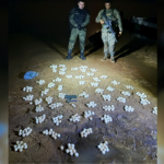 fiscalizacao-resgata-tartarugas-e-mais-de-500-ovos-transportados-sem-autorizacao-no-rio-araguaia