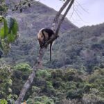 tamandua-mirim-se-exibe-em-campos