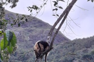 tamandua-mirim-se-exibe-em-campos