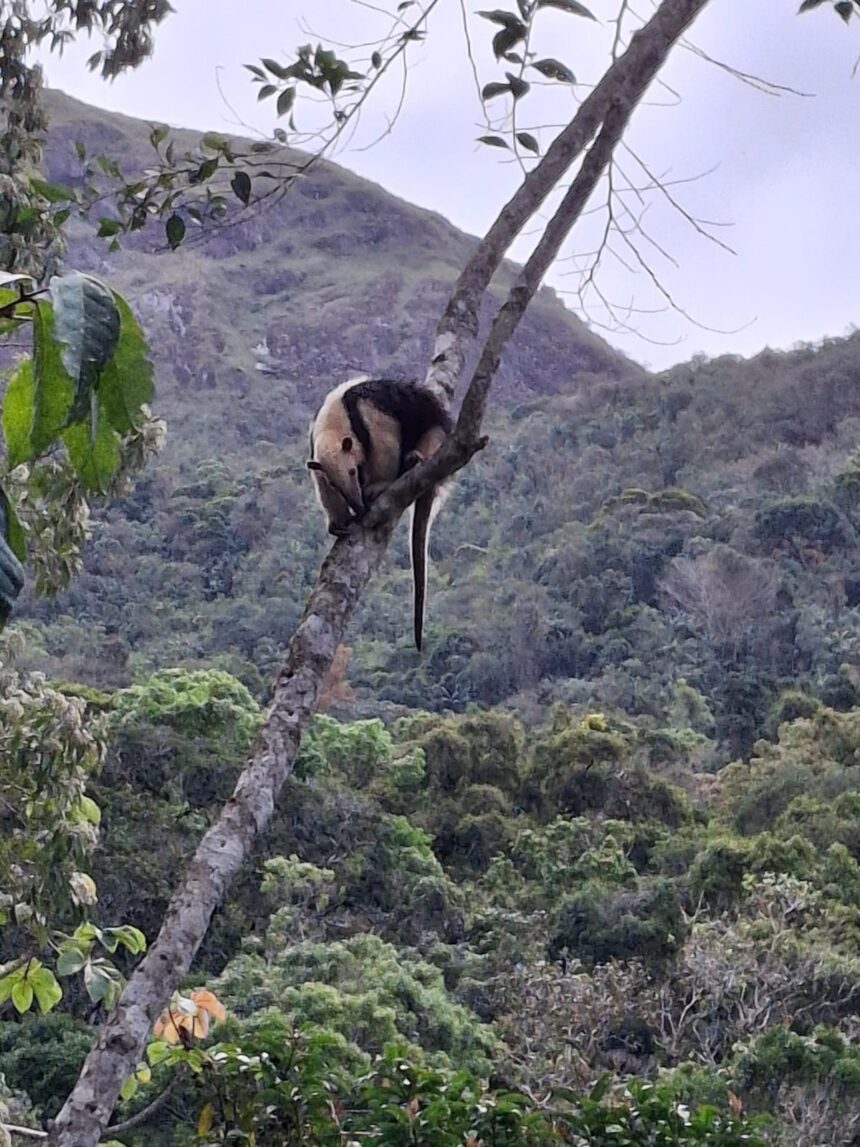 tamandua-mirim-se-exibe-em-campos