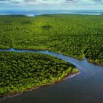 exposicao-no-ccbb-rj-destaca-importancia-e-riqueza-dos-manguezais