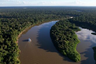 amazonia-e-cerrado-tem-dados-historicos-de-reducao-do-desmatamento