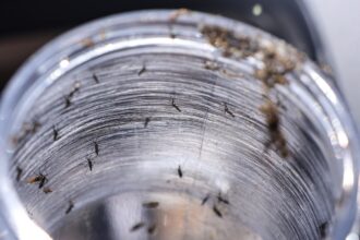 ministerio-da-saude-intensificara-mobilizacao-contra-dengue-no-brasil