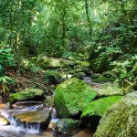 sos-mata-atlantica-mobiliza-setor-privado-para-conservacao-do-bioma