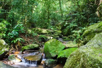 sos-mata-atlantica-mobiliza-setor-privado-para-conservacao-do-bioma