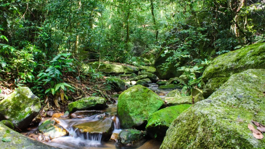 sos-mata-atlantica-mobiliza-setor-privado-para-conservacao-do-bioma